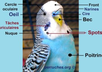 Quelle musique aime les perruches ?