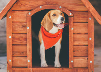 Quelle niche pour un berger allemand ?