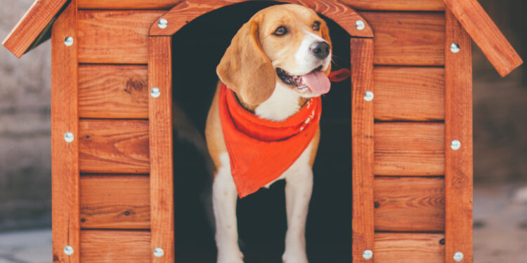 Quelle niche pour un berger allemand ?