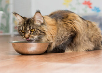 Quelle nourriture humide pour Maine Coon ?