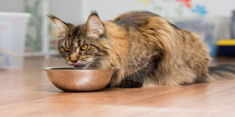 Quelle nourriture humide pour Maine Coon ?