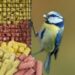 Quelle nourriture ne pas donner aux oiseaux ?