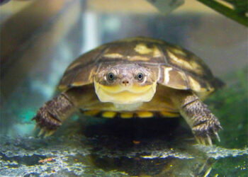 Quelle nourriture pour tortue Pelomedusa ?