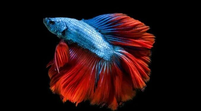 Quelle nourriture pour un combattant ?