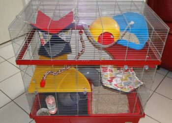 Quelle nourriture pour un rat domestique ?