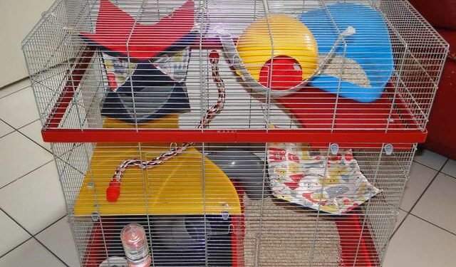 Quelle nourriture pour un rat domestique ?