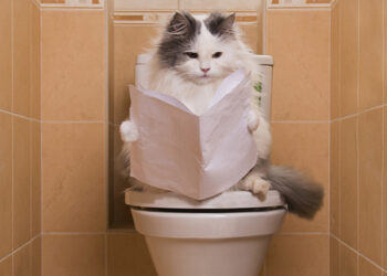 Quelle odeur attire les chats pour faire pipi ?