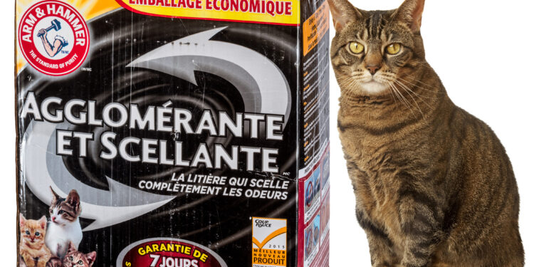 Quelle odeur attire les chats pour faire pipi ?