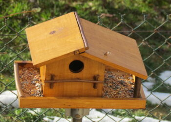 Quelle odeur attire les oiseaux ?