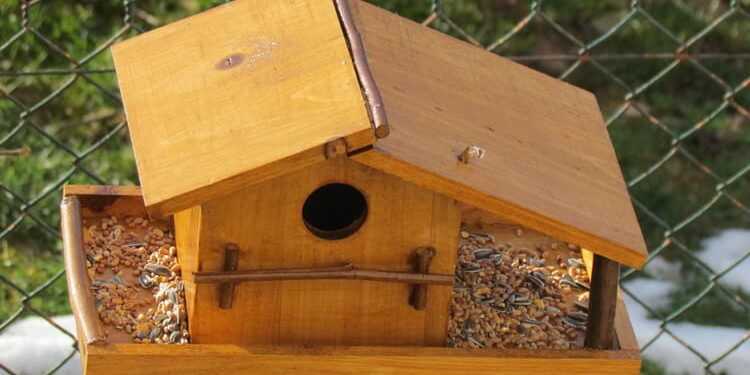 Quelle odeur attire les oiseaux ?