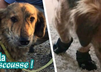 Quelle odeur calme les chiens ?