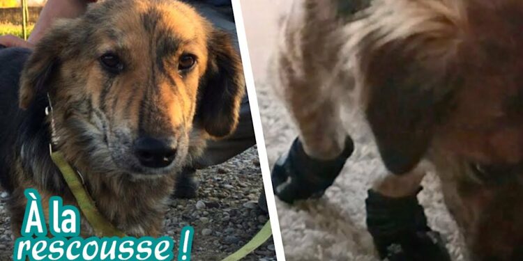 Quelle odeur calme les chiens ?