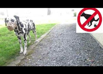 Quelle odeur empêche les chiens d'uriner ?