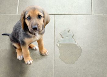 Quelle odeur empêche les chiens d'uriner ?