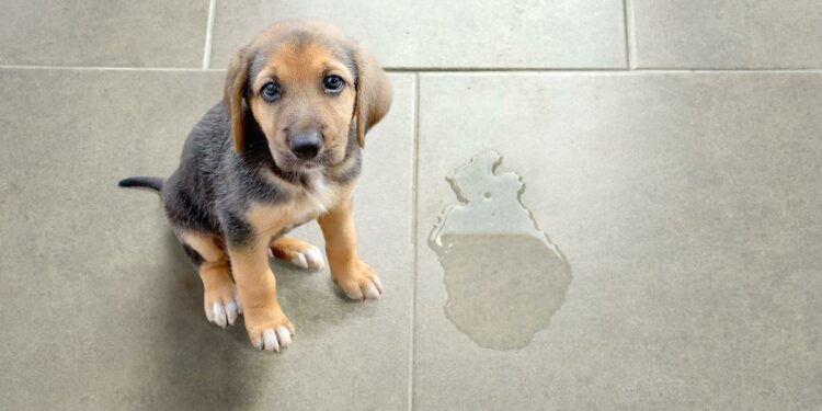 Quelle odeur empêche les chiens d'uriner ?