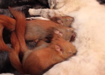 Quelle odeur fait fuir les écureuils ?