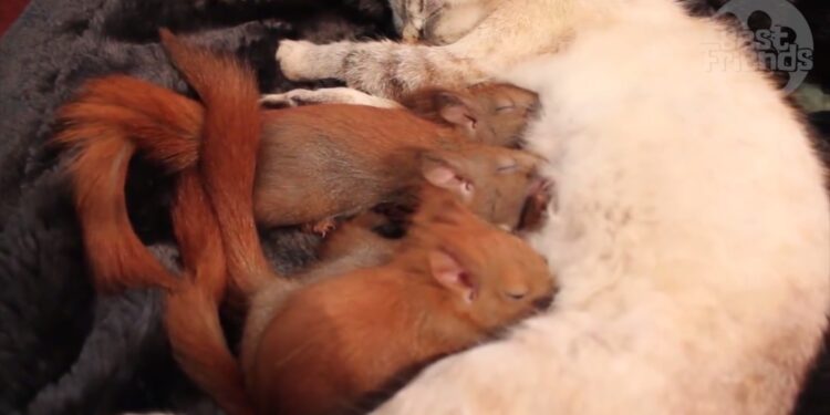 Quelle odeur fait fuir les écureuils ?