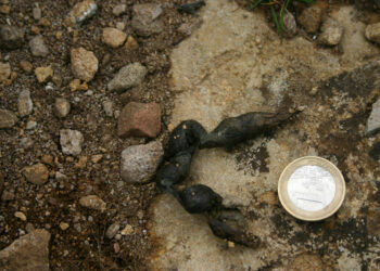 Quelle odeur fait fuir les fouines ?