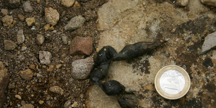 Quelle odeur fait fuir les fouines ?