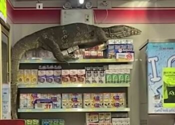 Quelle odeur fait fuir les lézards ?