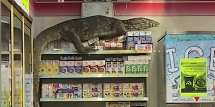 Quelle odeur fait fuir les lézards ?