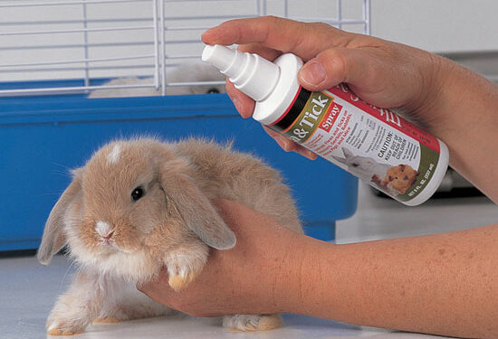 Quelle odeur fait fuir les puces ?