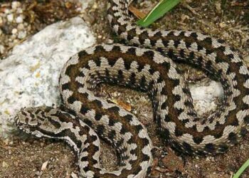 Quelle odeur fait fuir les serpents ?