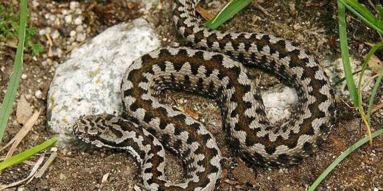 Quelle odeur fait fuir les serpents ?