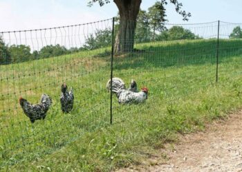 Quelle odeur les poules n'aiment pas ?