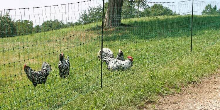 Quelle odeur les poules n'aiment pas ?