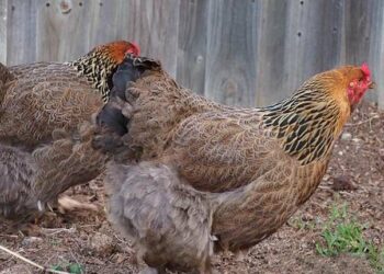 Quelle odeur les poules n'aiment pas ?