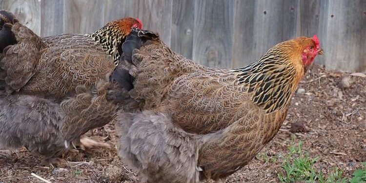 Quelle odeur les poules n'aiment pas ?