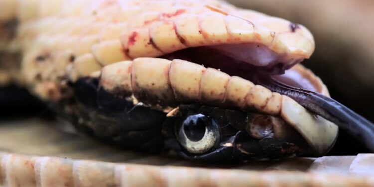 Quelle odeur repousse les serpents ?