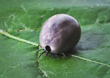 Quelle odeur repousse les tiques ?