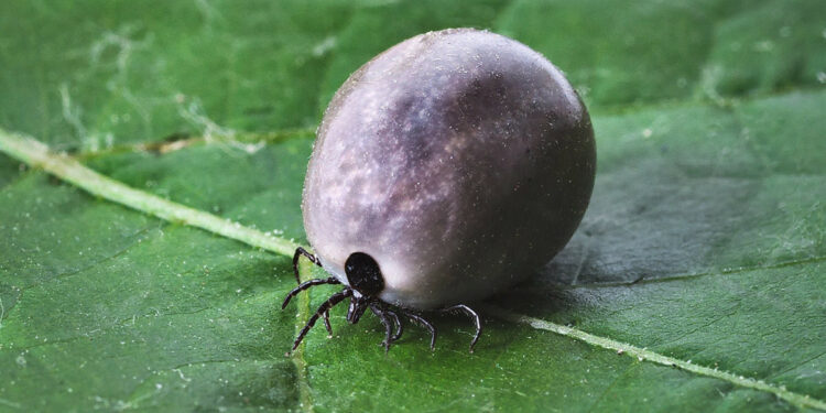 Quelle odeur repousse les tiques ?