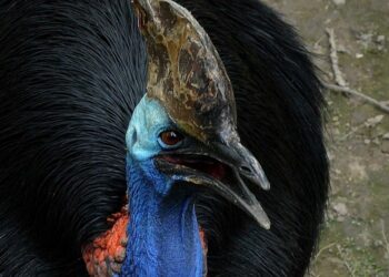 Quelle oiseau parle le plus ?