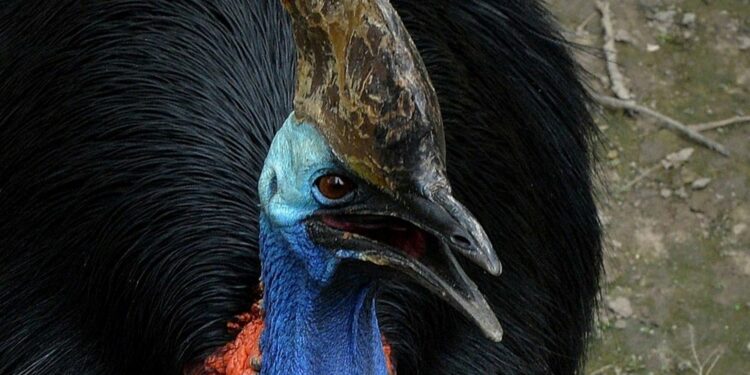 Quelle oiseau parle le plus ?