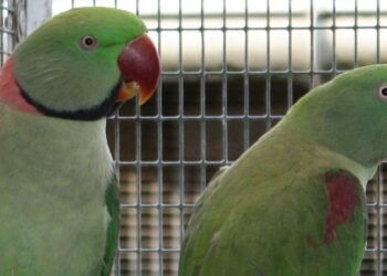 Quelle perruche s'apprivoise le mieux ?