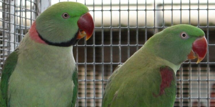 Quelle perruche s'apprivoise le mieux ?