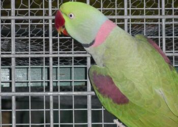 Quelle perruche s'apprivoise le mieux ?