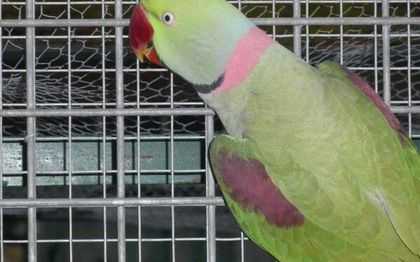 Quelle perruche s'apprivoise le mieux ?