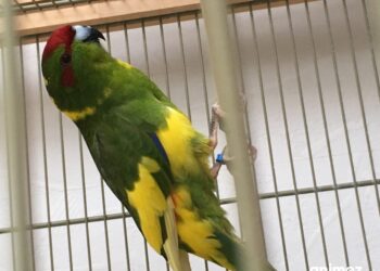 Quelle perruche s'apprivoise le mieux ?