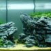 Quelle pierre pour Aquascaping ?