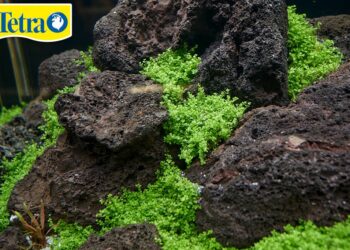 Quelle pierre pour Aquascaping ?