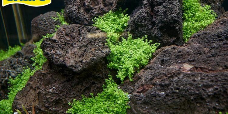 Quelle pierre pour Aquascaping ?
