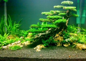 Quelle pierre pour aquascaping ?