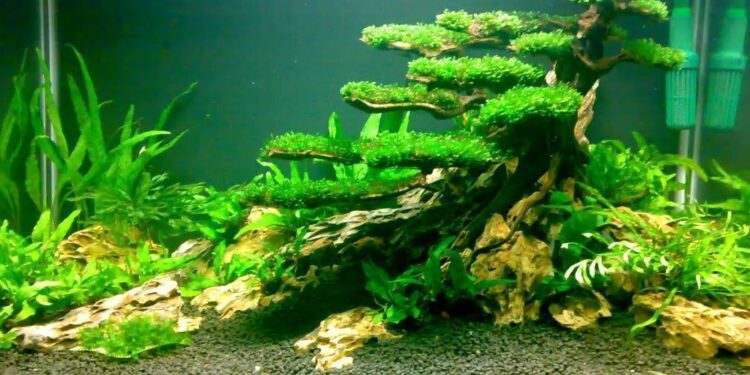 Quelle pierre pour aquascaping ?