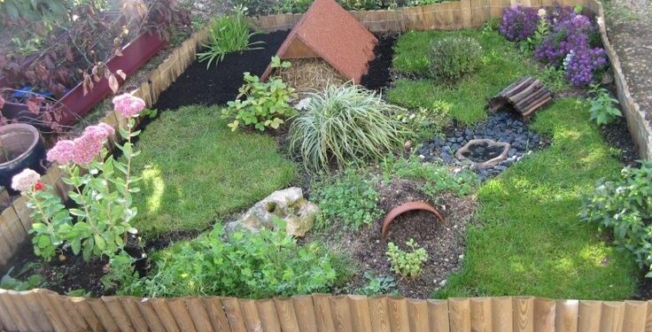 Quelle plante aime les tortue Hermann ?