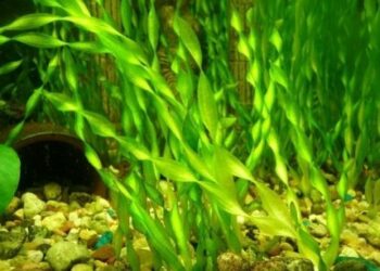 Quelle plante aquarium sans CO2 ?
