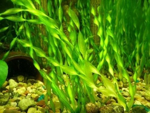 Quelle plante aquarium sans CO2 ?